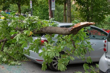 tree fell on car