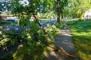 felled tree limbs on sidewalk